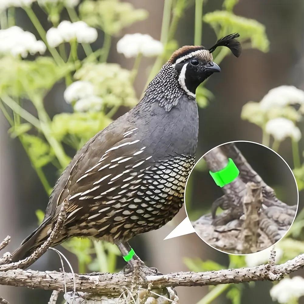 Livestock Tagging