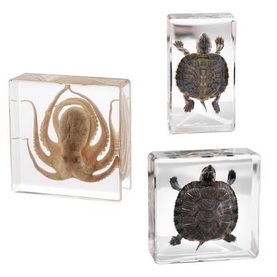 Echtes Oktopus-Schildkröten-Tierexemplar aus Kunstharz für den naturwissenschaftlichen Unterricht, tolles Geschenk für Fans der Taxidermie