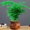 Asparagus Fern Indoor Plant: Air-Purifying, Evergreen, Hydroponic Bonsai for Office or Home