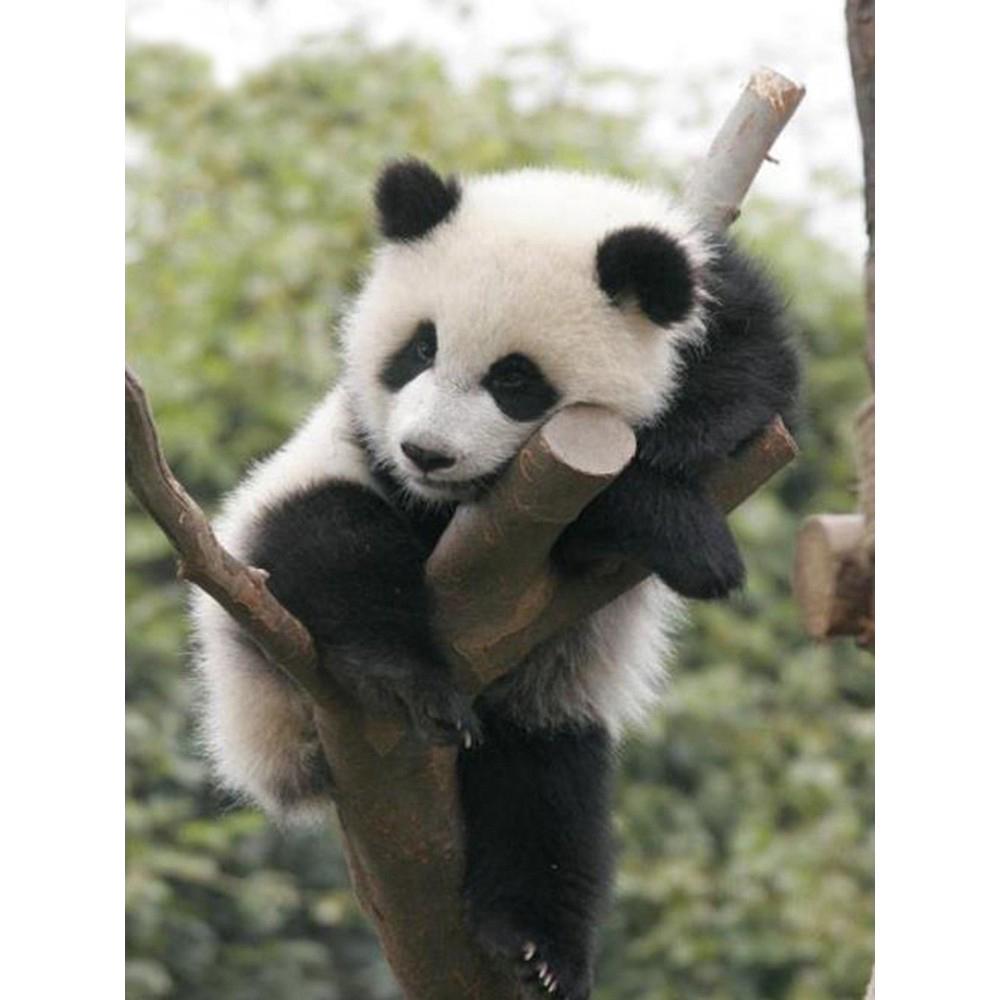 Broderie cu diamante 5D Răsărit de soare, peisaj, cu punct de cruce, broderie cu diamante, animal, complet pătrat, imagine pentru decorarea casei cu stras