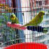 Pet Paw Grinding Wooden Stick Sprayed with Colored Sands Bird Parakeet Parrot Toy Grinder Grinding Rod Gripper Pet Supplies