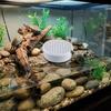 Plastic Turtle Poop Collector Basking Platform Reptile Waste Container  Turtle Tank