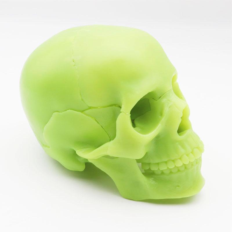 Medical 15-Part Detachable 1:2 Human Color Skull Model for Teaching