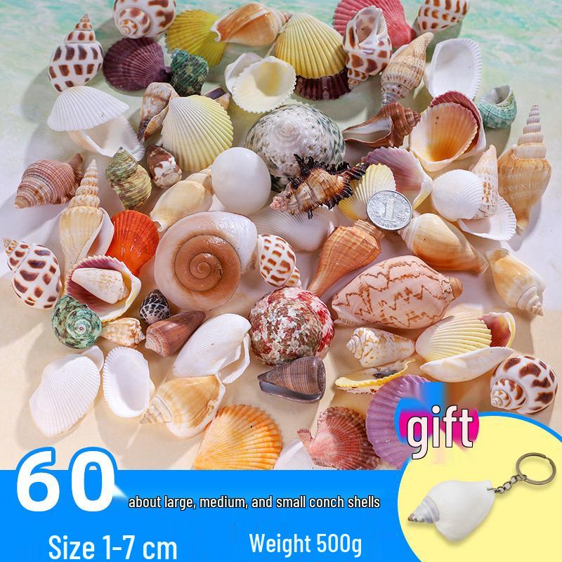 Handmade Decorative Seashells & Starfish for Fish Tanks: Landscaping, Painting, Specimens, Whelks, Hermit Crabs