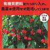 Super Spicy Carolina Reaper Chili Pepper 100g Commercial Use Domestic Highest Quality Carolipa Guinness Certified Chili Pepper Chili Pepper Nanami