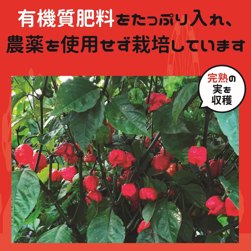 Super Spicy Carolina Reaper Chili Pepper 100g Commercial Use Domestic Highest Quality Carolipa Guinness Certified Chili Pepper Chili Pepper Nanami