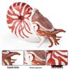 Ancient Marine Animal Ammonite Simulation Set: Educational Gifts for Kids