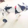 Adjustable Pet Wheelchair for Hind Limb Paralysis Aluminum Alloy Scooter with Soft Padded Harness Rehabilitation Aid for Cat/Dog