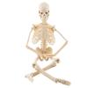 1pc Human Skeleton Anatomical Model Medical Anatomical Teaching Tool With Base