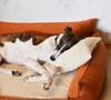 Rocky Orthopedic Rudy Bed - 83Cm X 73Cm