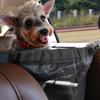 Hundebarriere für Rücksitz im Auto Einfach zu installieren Haustier-Barriere Netzgitter mit Haken Sicherheits-Trennwand mit Aufbewahrungstasche für Auto SUV LKW