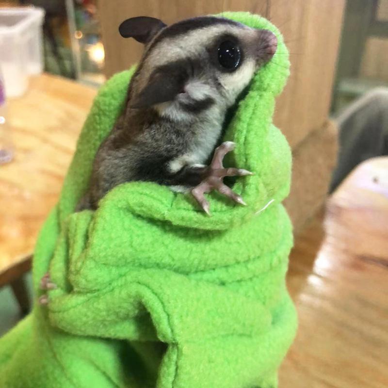 New! Sugar Glider Bonding Mitt Small Animals Handling Anti-bite Gloves Pet Supplies For Sugar Glider