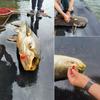 5Pcs Catfishing Rig Catfishing Float Rigs Rattle FloaterTackle for Catfishing Fishing 6/0 8/0 10/0 Circle Hook