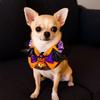 Soft Material Halloween Pet Collar With Bell Dog Pumpkin Collar Adorable Pet Bow Tie  For Cats