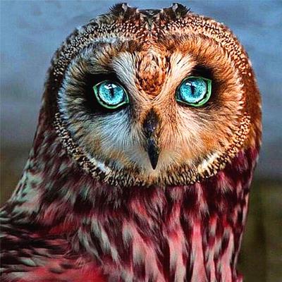 Completo 5D pittura diamante fai da te animale del fumetto gufo mosaico ricamo punto croce decorazioni per la casa fatte a mano