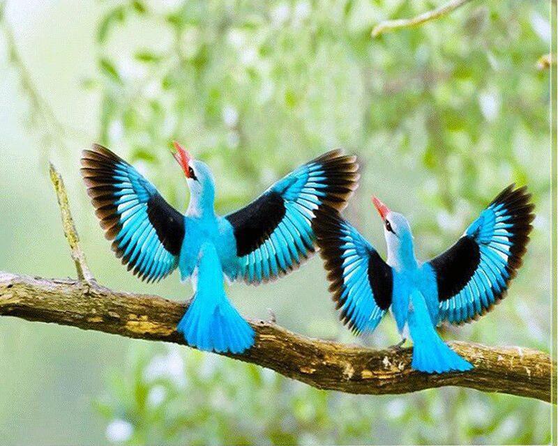 Diamond Embroidery Tsunami Animal Seagull Handmade Gift Diamond Painting Horse Animal Flower Full Square Round Drill Needlework Handmade Gift