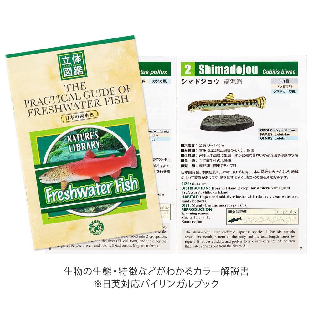 Colorata Japanese Freshwater Fish 3D Illustrated Book Types Instruction Manual and Stand Real Figure Educational Birthday Gift Present Sanitation Law