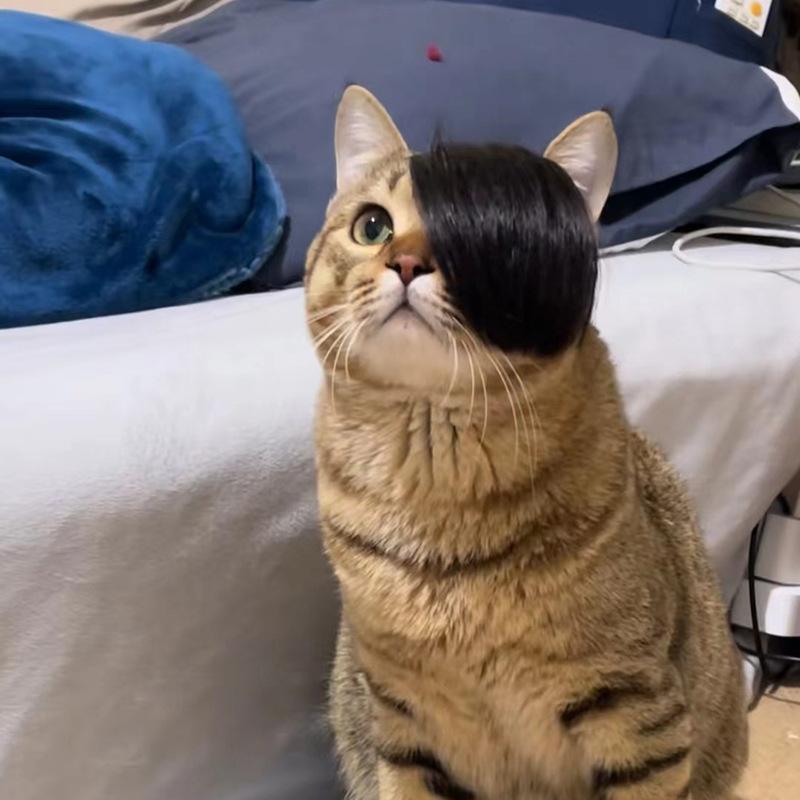 Pet Adorable Wig For Cats And Dogs With Lively Flipping Hair For Occasions Special
