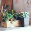 Plant Stake Labels 4 Inch 100Pcs Plastic Nursery Plant Name Tags for Seedlings Garden Labels Markers Gardening Deals Supplies