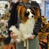HANSA Papillon No.3994