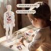 3D Removable Human Body Torso Model Medical Cognitive Education Stem Model Children Toys Skeleton Structure Plaything