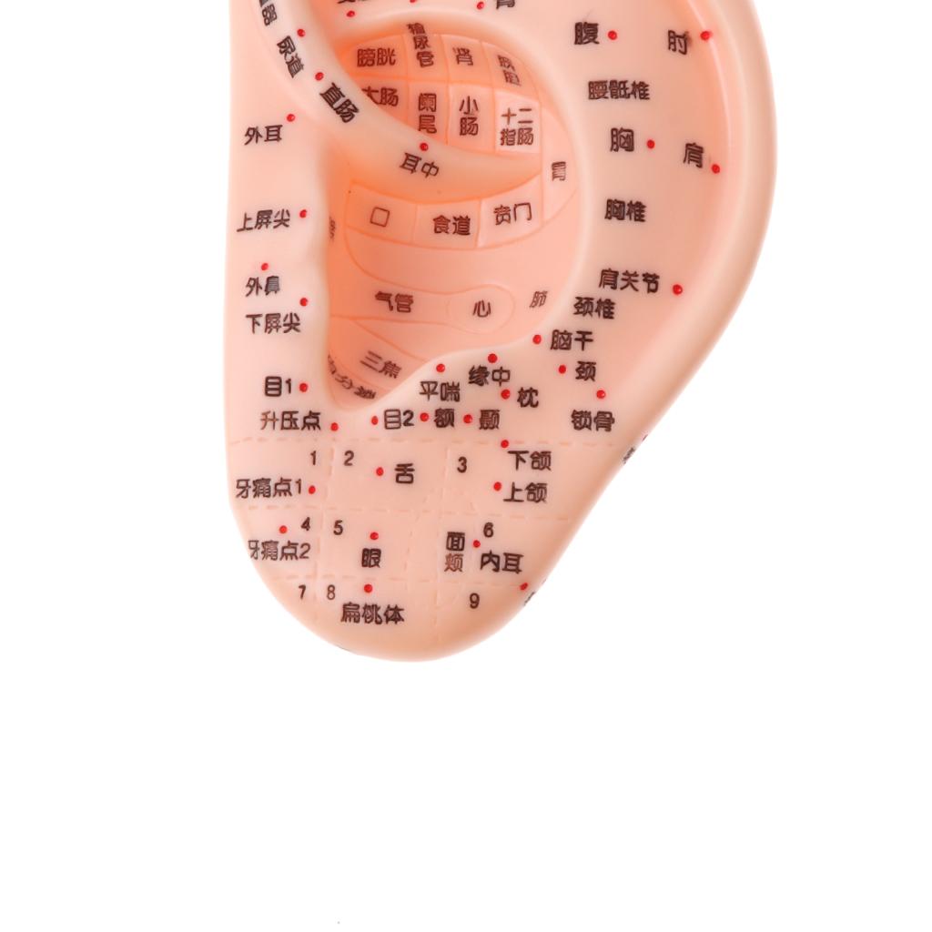 Professional Human Ear Model with Acupoint Traditional Learning Tool