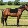Breathable Bareback Pad Shock Absorption Horse Riding Pad Saddle Seat Cushion  Horse Riding