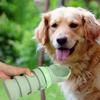 Tragbarer Faltbarer Haustier-Wasserspender, Hunde-Trinkflasche für Spaziergänge, Outdoor-Wasserspender für Hunde, Silikon-Haustierwasserbecher
