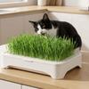Anti-Pull Out Cat Grass Planter Plastic Wheat Seedling Pot Easy Grow Sprout Tray  Indoor Growing