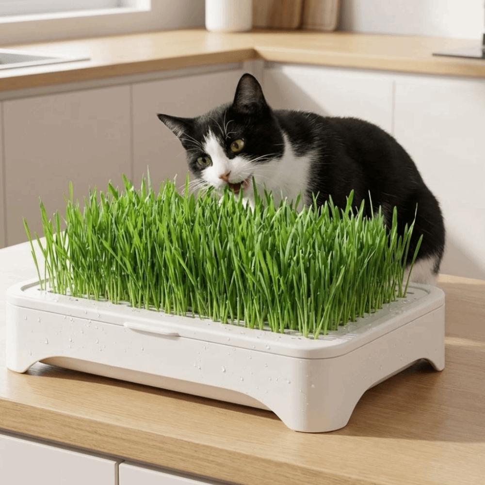 Anti-Pull Out Cat Grass Planter Plastic Wheat Seedling Pot Easy Grow Sprout Tray  Indoor Growing