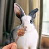 12 Pcs Lollipop Pet Rabbit Snacks Guinea Pig Toys Hamster Chewing Sticks Plant Bunny Molar Animals Biting Playthings