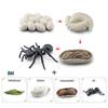 Toys Model Educational Simulated Animal Card Set Insect Plant Growth Cycle Cognitive Montessori Parish Home Open Learning Kids