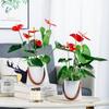 Luxury Self Watering Hydroponic Plants Pot Plastic with Handle Potted Flower Pot Flowerpot