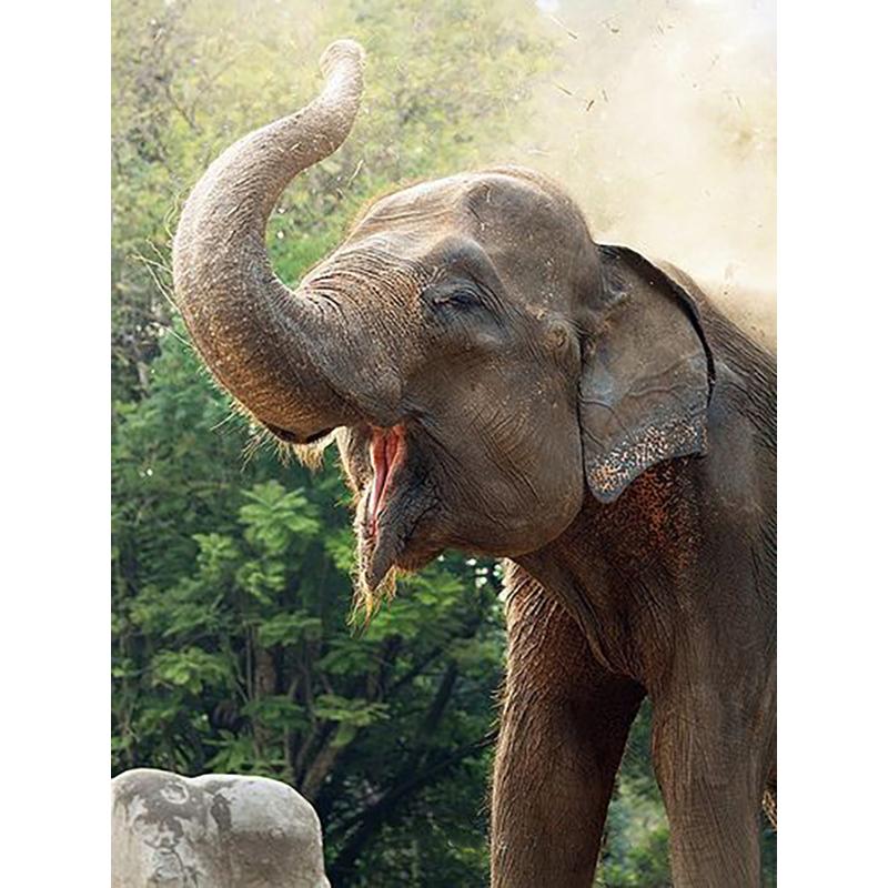 DIY 5D Diamant Malerei Tiere Elefant Stickerei Kreuzstich Kit voller Rundbohrer Mosaik Wand Kunst Harz Geschenk Home Decor