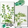 20Pcs Wall Fixture Plant Climbing Clips Invisible Self-Adhesive Climbing Plant Clamp Silicone Fastener Vine Buckle Hook