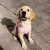 New Soft Cat Vest Cotton Elastic Dog Outfits Breathable Pet Cloths Spring