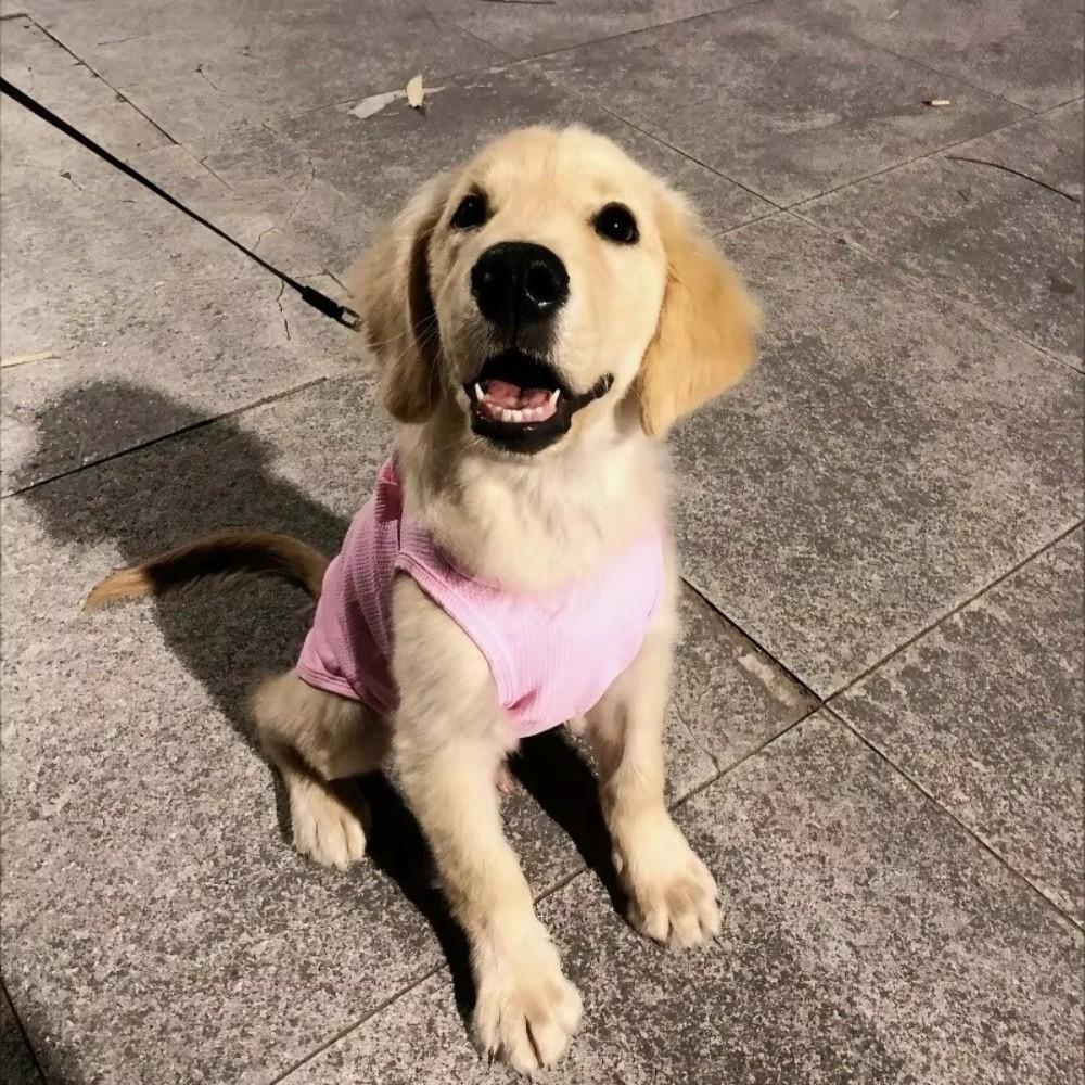 New Soft Cat Vest Cotton Elastic Dog Outfits Breathable Pet Cloths Spring