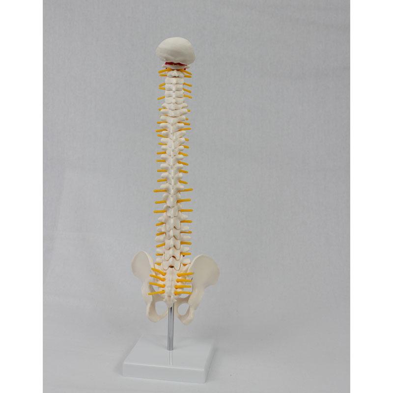 Standing Human Skeleton Model with Medium Spine and Pelvis