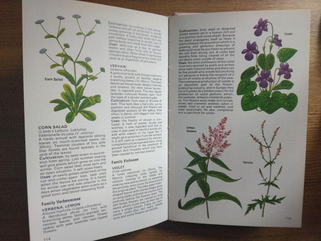 [USED] Defective Plant Encyclopedia Herbs Foreign Books HERBS Botanical Art