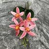 Eva Small 4head East Asian Orchid 3d Faux Flower For Wedding Home Decor And Photography Props