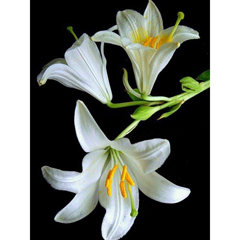 5D DIY sada na malování diamantů Krásné květiny Diamantové vyšívání kamínky Dekorace pro domácnost