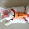 Small Dog Harness and Leash Set Escape Proof No Pull for Puppies Adjustable Cute Harnesses for Rabbit Bunny Hamster
