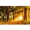 Sunny Path Forest Landscape Room Decoration Painting 3d Wall Murals Wallpaper
