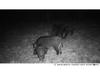 24MP HD Hunting Camera, 2.7K, Infrared, Rain & Fog Resistant, Multilingual HC802A