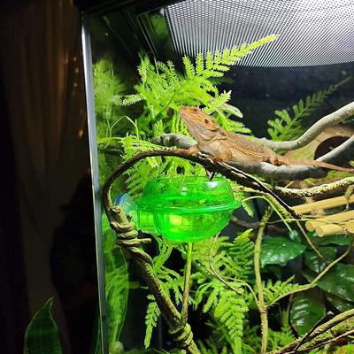 Bearded Dragon Ledge Accessories Suction Cup Feeder Plate Worm Bowl Food Container Reptile Feeding Dish