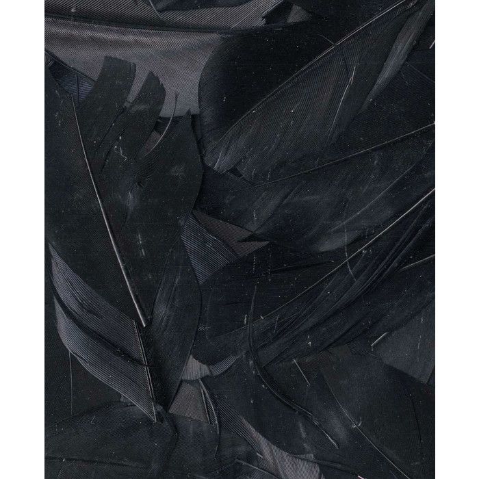 PLUMES NOIRES - 6 CM