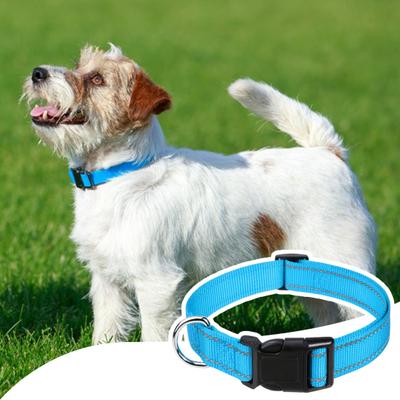 Köpek – Köpek Tasmaları ve Tasma Kayışları