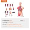 Human Body Model, 15 Parts 11 inch, Human Torso Anatomy Model Anatomical Skeleton Model with Removable Organs, Educational Teaching Tool for Students