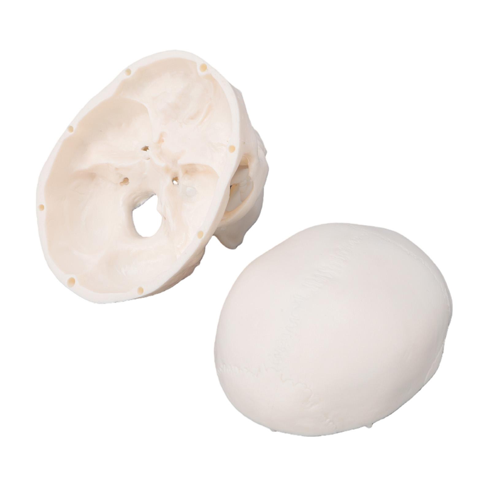 

Skull Display Model 1Celsius2 Human Skull Model Teaching Educational Tool for Students Artists