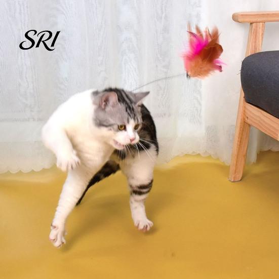 Cat Toy for Stress Relief Collar Feather Interactive Wand Hands Free Mental Stimulation Teaser with Bell Adjustable Indoor Kitty Solo Play Self-play